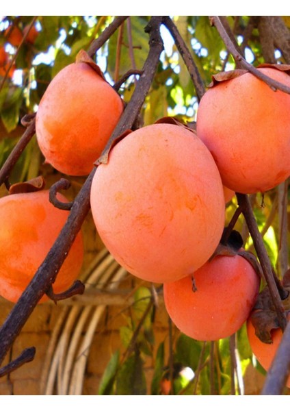 3 Adet Çikolata Aromalı Trabzon Hurması Fidanı ( Cennet Elması ) modelleri