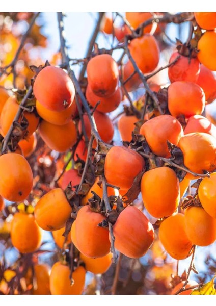 3 Adet Çikolata Aromalı Trabzon Hurması Fidanı ( Cennet Elması ) fırsatları