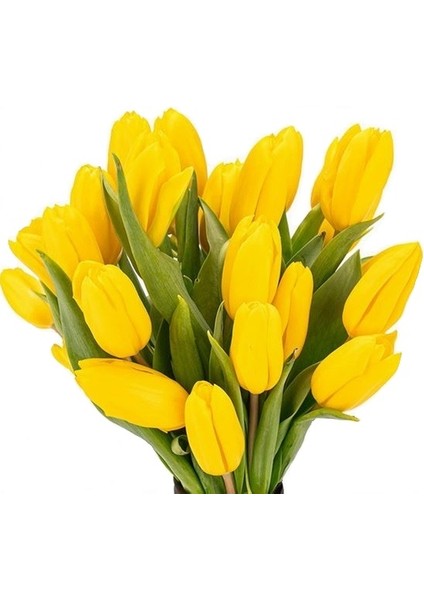 10 Adet Sarı Renk Lale Çiçeği Tohumu + 10 Adet Hollanda Gülü Çiçek Tohumu