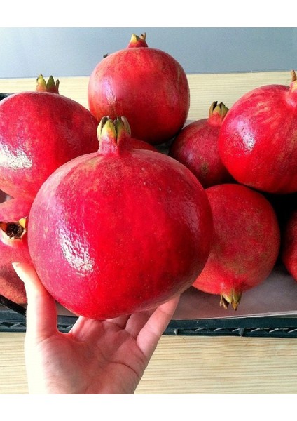 7 Adet Tüplü Hicaz Nar Fidanı
