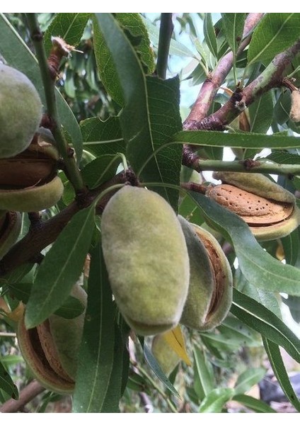 Picantili Badem Fidanı ( Aşılı - 2 Yaş ) - Açık Kök - 100-120 Cm