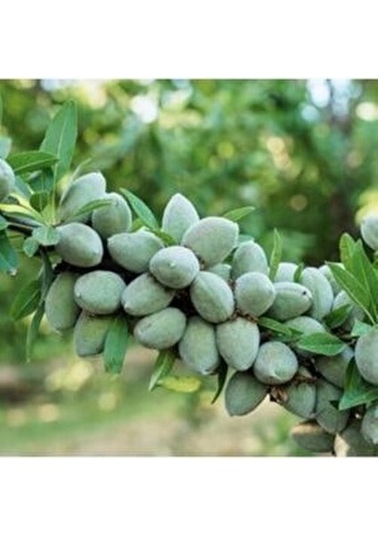 Supernova Badem Fidanı ( Aşılı - 2 Yaş ) - Açık Kök - 100-120 Cm