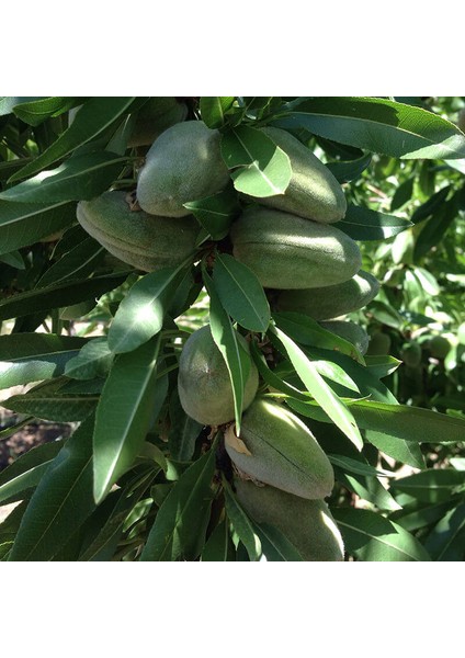 Bertina Badem Fidanı ( Aşılı - 2 Yaş ) - Açık Kök - 100-120 Cm