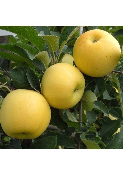 Golden Elma Fidanı Aşılı 2 Yaş - TÜPLÜ - 100-120 Cm