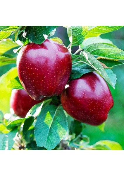 Red Chief Elma Fidanı Aşılı 2 Yaş - Açık Kök - 100-120 Cm