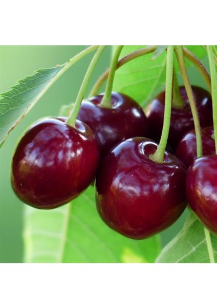 Vista Kiraz Fidanı ( Aşılı - 2 Yaş ) - Açık Kök - 100-120 Cm