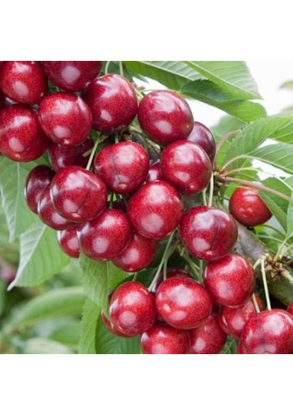 Sweet Heart Kiraz Fidanı ( Aşılı - 2 Yaş ) - Açık Kök - 100-120 Cm