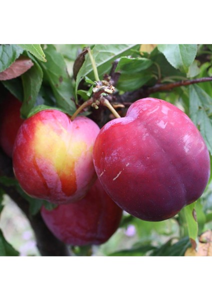 Fortune Erik Fidanı (Aşılı - 2 Yaş) - Açık Kök - 100-120 Cm