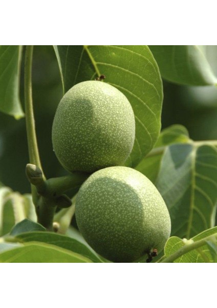 Yalova Ceviz Fidanı ( 2 Yaş - Açık Kök ) 50-60 Cm