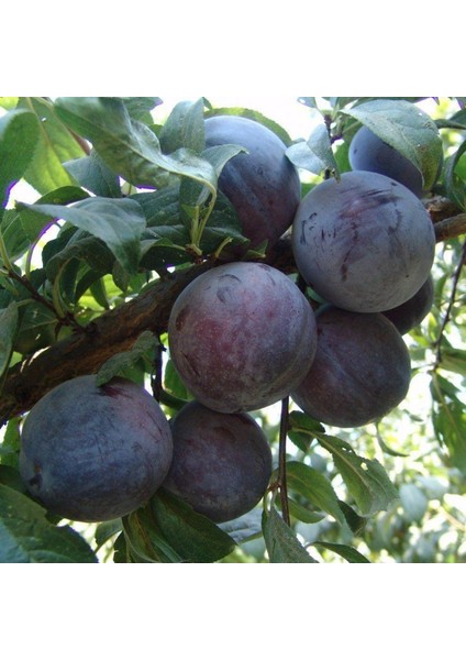 Black Star Erik Fidanı ( Aşılı - 2 Yaş ) - Açık Kök - 100-120 Cm