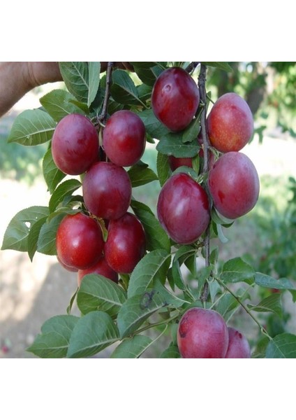 Havran Yazlık Erik Fidanı ( Aşılı - 2 Yaş ) - Açık Kök - 100-120 Cm