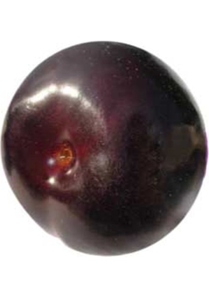 Black One Erik Fidanı ( Aşılı - 2 Yaş ) - Açık Kök - 100-120 Cm