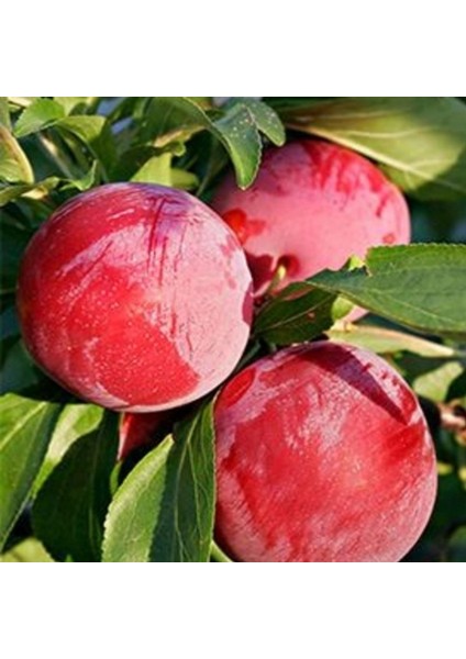 Formosa Erik Fidanı ( Aşılı - 2 Yaş ) - Açık Kök - 100-120 Cm