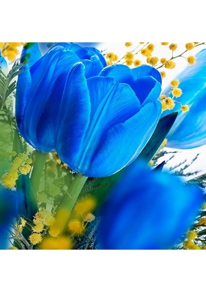 50 Adet Mavi Renk Lale Çiçeği Tohumu + 10 Adet Hediye Hollanda Gülü Çiçek Tohumu