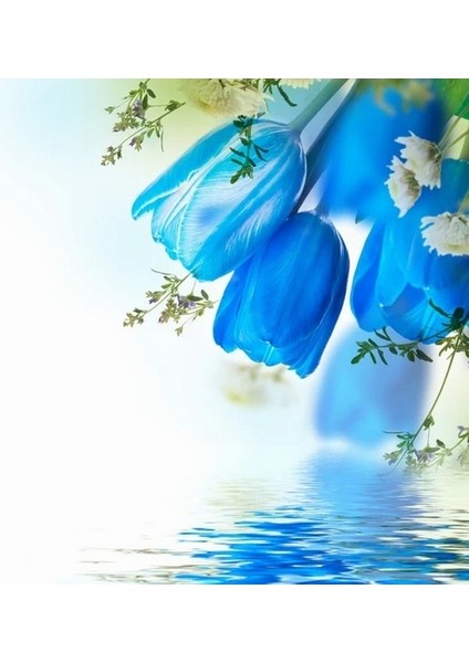 25 Adet Mavi Renk Lale Çiçeği Tohumu + 10 Adet Hediye Hollanda Gülü Çiçek Tohumu