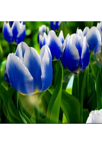 50 Adet Mavi Renk Lale Çiçeği Tohumu + 10 Adet Hediye Hollanda Gülü Çiçek Tohumu