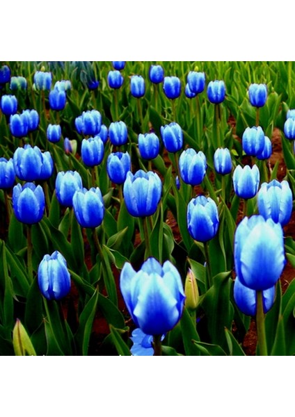 50 Adet Mavi Renk Lale Çiçeği Tohumu + 10 Adet Hediye Hollanda Gülü Çiçek Tohumu