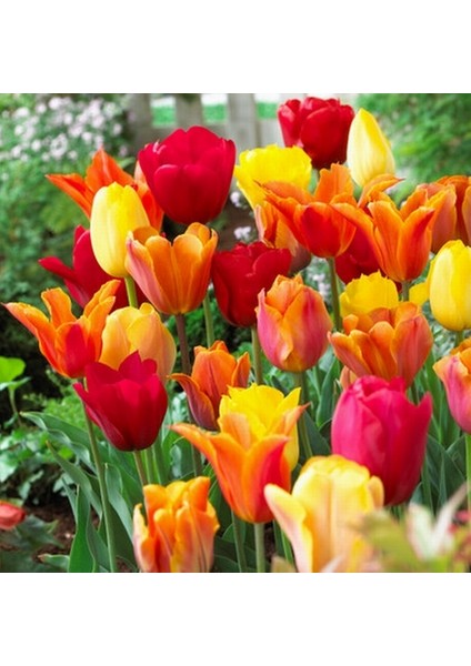 25 Adet Turuncu Renk Lale Çiçeği Tohumu + 10 Adet Hediye Hollanda Gülü Çiçek Tohumu