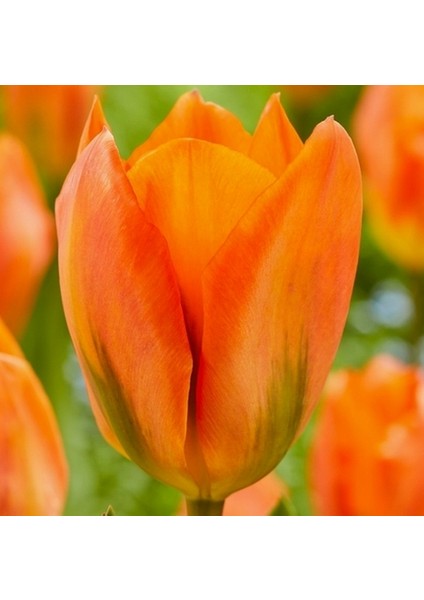 10 Adet Turuncu Renk Lale Çiçeği Tohumu + 10 Adet Hediye Hollanda Gülü Çiçek Tohumu