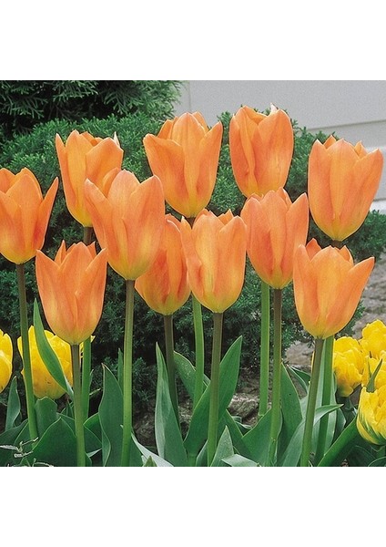 50 Adet Turuncu Renk Lale Çiçeği Tohumu + 10 Adet Hediye Hollanda Gülü Çiçek Tohumu
