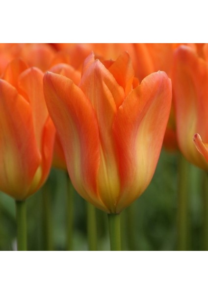 25 Adet Turuncu Renk Lale Çiçeği Tohumu + 10 Adet Hediye Hollanda Gülü Çiçek Tohumu