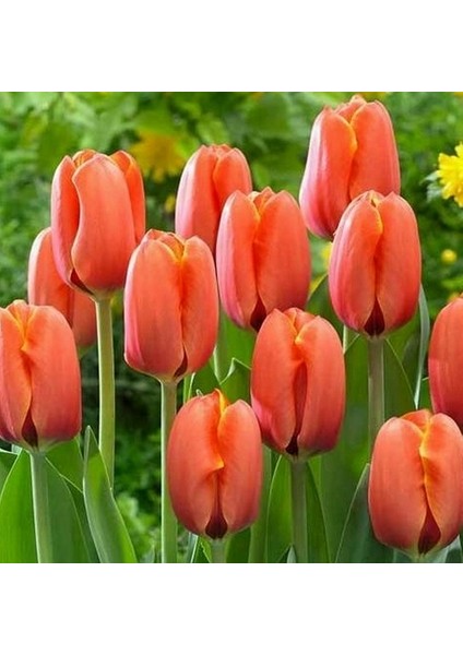 25 Adet Turuncu Renk Lale Çiçeği Tohumu + 10 Adet Hediye Hollanda Gülü Çiçek Tohumu