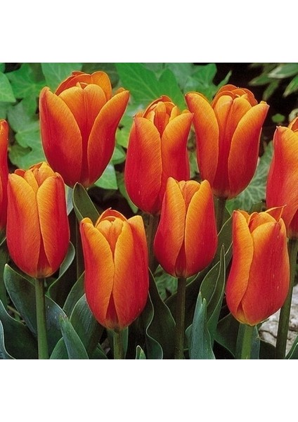 25 Adet Turuncu Renk Lale Çiçeği Tohumu + 10 Adet Hediye Hollanda Gülü Çiçek Tohumu