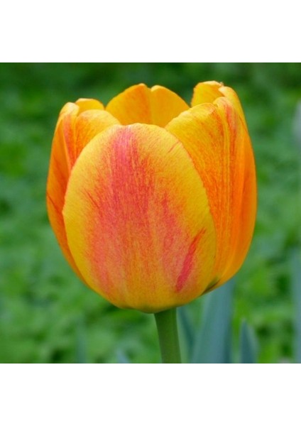 10 Adet Turuncu Renk Lale Çiçeği Tohumu + 10 Adet Hediye Hollanda Gülü Çiçek Tohumu