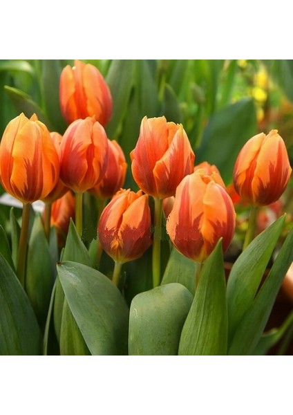 100 Adet Turuncu Renk Lale Çiçeği Tohumu + 10 Adet Hediye Hollanda Gülü Çiçek Tohumu