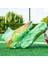 Erkek Krampon Yüksek Kaliteli Futbol Ayakkabısı Ag Football Sneaker Futsal Antrenman Ayakkabısı Yeşil 4