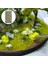 Gerçekçi Dıy Minyatür Çiçekler Statik Model Demiryolu Diorama Düzeni Sahnesi Sarı(Yurt Dışından) 4