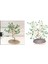 Doğal Kristal Değerli Taşlar Kristal Para Ağacı Ev Dekor Feng Shui Yeşil 5