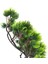 Yapay Çiçek Bonzai Dalı Çam Iğneli Bonsai Yaprakları Dekoratif Yapay Bitki 3