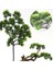 Yapay Çiçek Bonzai Dalı Çam Iğneli Bonsai Yaprakları Dekoratif Yapay Bitki 4