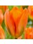 10 Adet Turuncu Renk Lale Çiçeği Tohumu + 10 Adet Hediye Hollanda Gülü Çiçek Tohumu 1