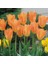 50 Adet Turuncu Renk Lale Çiçeği Tohumu + 10 Adet Hediye Hollanda Gülü Çiçek Tohumu 1