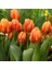 100 Adet Turuncu Renk Lale Çiçeği Tohumu + 10 Adet Hediye Hollanda Gülü Çiçek Tohumu 1
