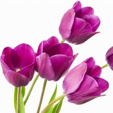 Day 10 Adet Mor Renk Lale Çiçeği Tohumu + 10 Adet Hollanda Gülü Çiçek Tohumu