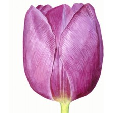 Day 50 Adet Mor Renk Lale Çiçeği Tohumu + 10 Adet Hollanda Gülü Çiçek Tohumu