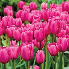 Day 100 Adet Pembe Renk Lale Çiçeği Tohumu + 10 Adet Hediye Hollanda Gülü Çiçek Tohumu