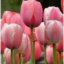 Day 100 Adet Pembe Renk Lale Çiçeği Tohumu + 10 Adet Hediye Hollanda Gülü Çiçek Tohumu