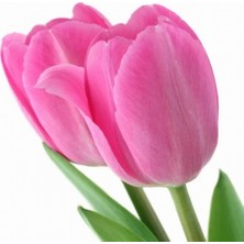 Day 100 Adet Pembe Renk Lale Çiçeği Tohumu + 10 Adet Hediye Hollanda Gülü Çiçek Tohumu