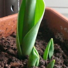 Day 10 Adet Beyaz Renk Lale Çiçeği Tohumu + 10 Adet Hediye Hollanda Gülü Çiçek Tohumu