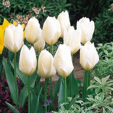 Day 10 Adet Beyaz Renk Lale Çiçeği Tohumu + 10 Adet Hediye Hollanda Gülü Çiçek Tohumu