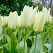 Day 50 Adet Beyaz Renk Lale Çiçeği Tohumu + 10 Adet Hediye Hollanda Gülü Çiçek Tohumu