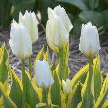 Day 100 Adet Beyaz Renk Lale Çiçeği Tohumu + 10 Adet Hediye Hollanda Gülü Çiçek Tohumu