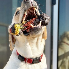 Nylabone Domuz Pastırması ve Cheeseburger Aromalı Köpek Çiğneme Kemiği M