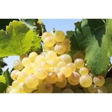 Alioğlu Açık Kök Kabarcık Üzüm Fidanı 2 Yaş