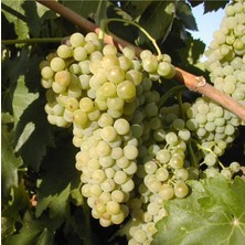 Alioğlu Açık Kök Macabeau Üzüm Fidanı 2 Yaş