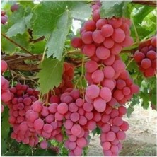 Alioğlu 3 Adet Açık Kök Pembe Gemre Üzüm Fidanı 2 Yaş